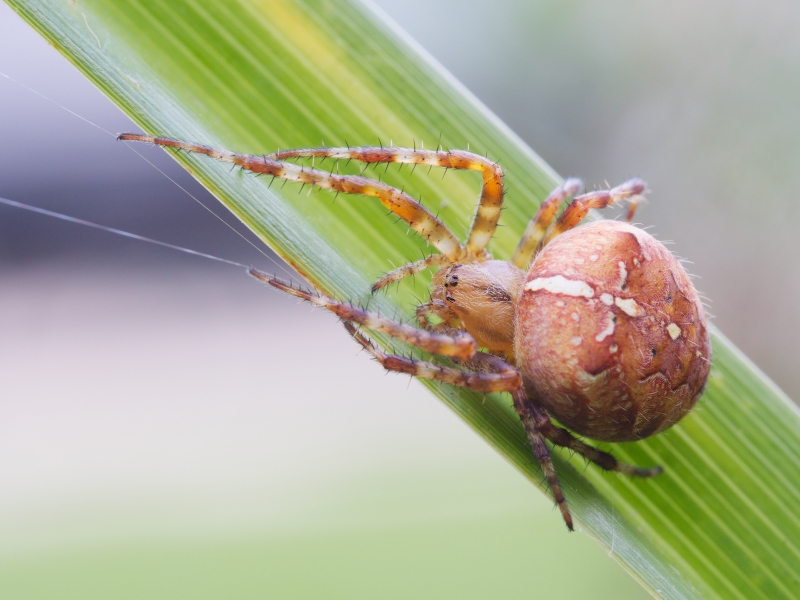 Araneus Diadematus (Cross Orbweaver) | The Arboretum